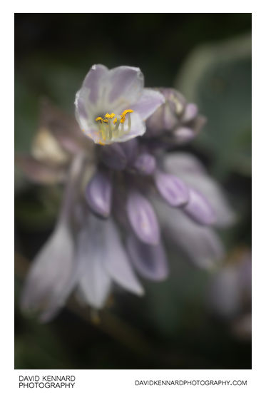 Hosta flower