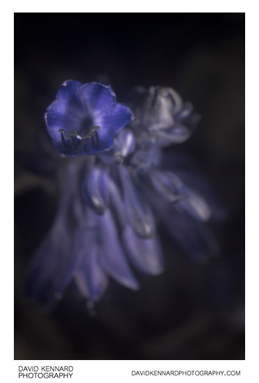 Hosta flower [UV]