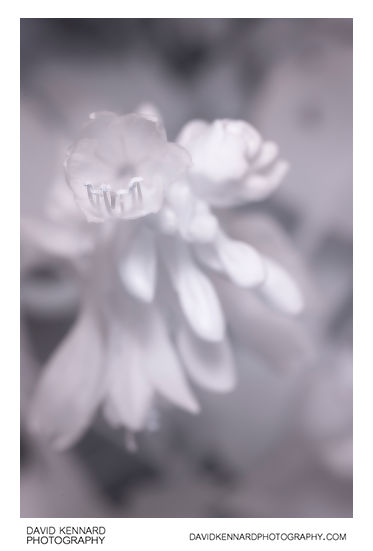 Hosta flower [IR]
