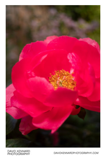 Pink Peony flower