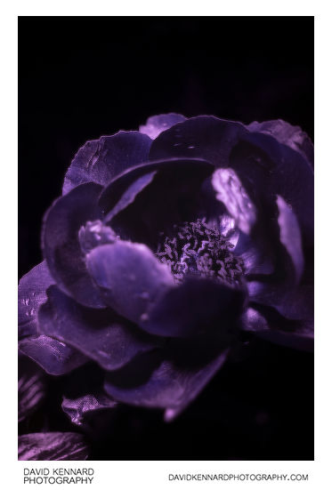 Pink Peony flower [UV]