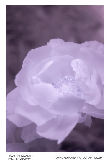 Pink Peony flower [IR]