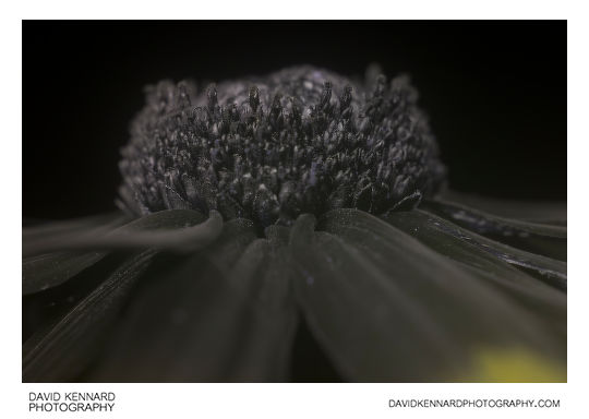 Rudbeckia fulgida florets [UV]