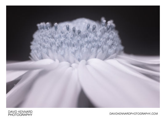 Rudbeckia fulgida florets [IR]