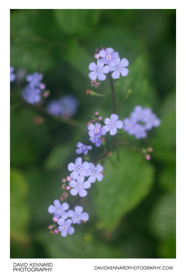 Brunnera macrophylla 'Jack Frost' flowers