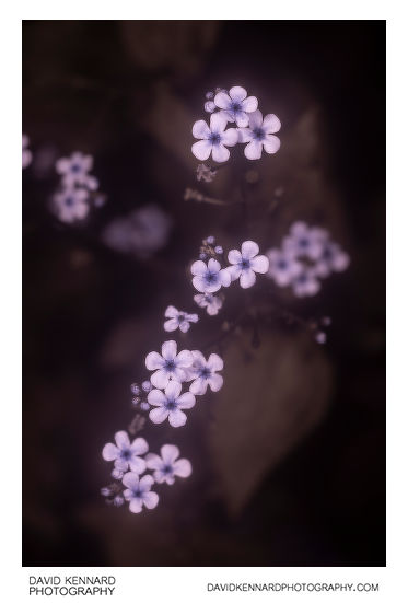Brunnera macrophylla 'Jack Frost' flowers [UV]