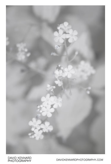 Brunnera macrophylla 'Jack Frost' flowers [IR]