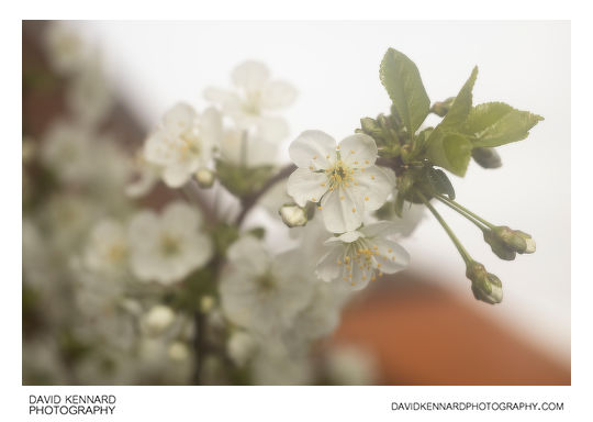 Morello Cherry (Prunus cerasus 'Morello') blossom