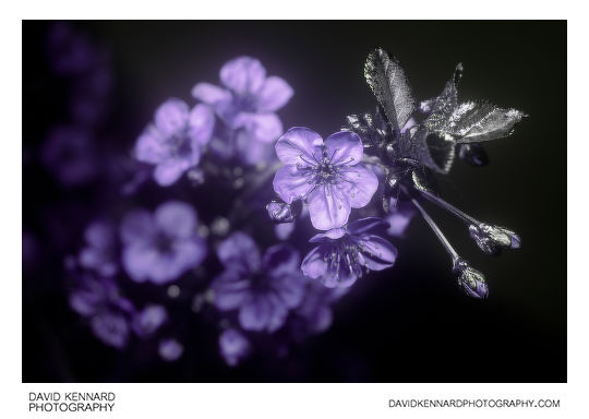 Morello Cherry (Prunus cerasus 'Morello') blossom [UV]