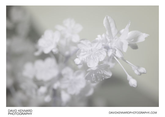 Morello Cherry (Prunus cerasus 'Morello') blossom [IR]