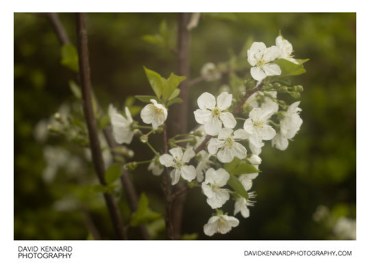 Morello Cherry (Prunus cerasus 'Morello') blossom