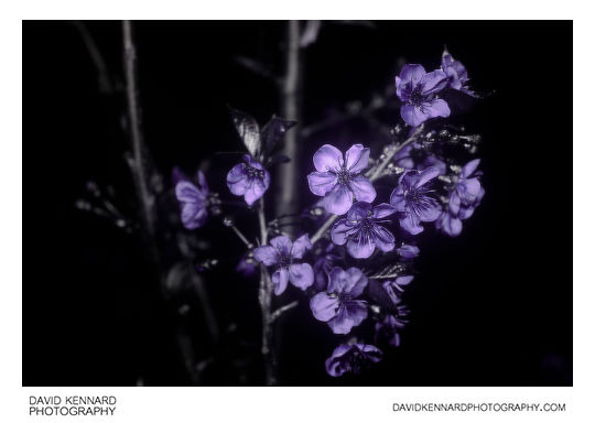 Morello Cherry (Prunus cerasus 'Morello') blossom [UV]