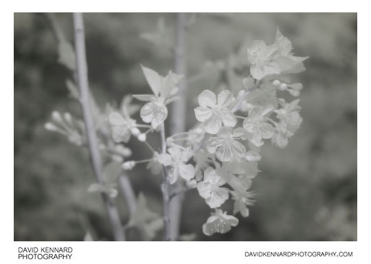 Morello Cherry (Prunus cerasus 'Morello') blossom [IR]