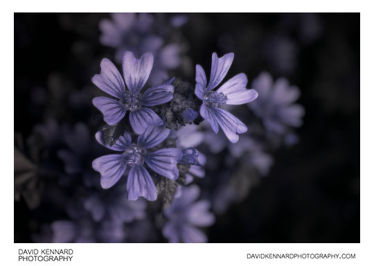 Malva sylvestris (Common Mallow) flowers [UV]