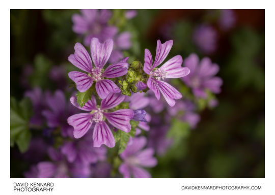 Malva sylvestris (Common Mallow) flowers