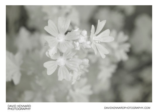 Malva sylvestris (Common Mallow) flowers [IR]