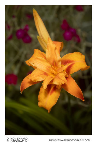 Hemerocallis fulva (Orange day-lily) fl. pl. flower