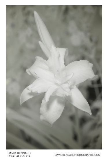 Hemerocallis fulva (Orange day-lily) fl. pl. flower [IR]
