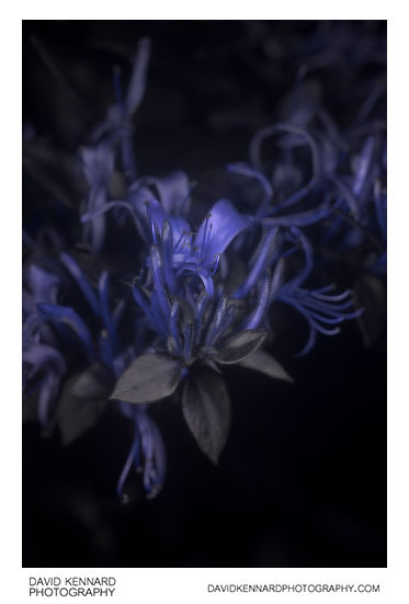 Lonicera japonica flowers [UV]