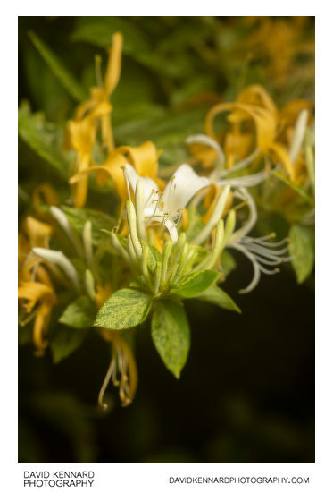 Lonicera japonica flowers