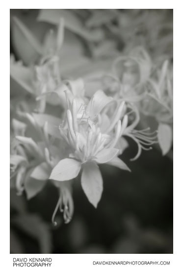 Lonicera japonica flowers [IR]