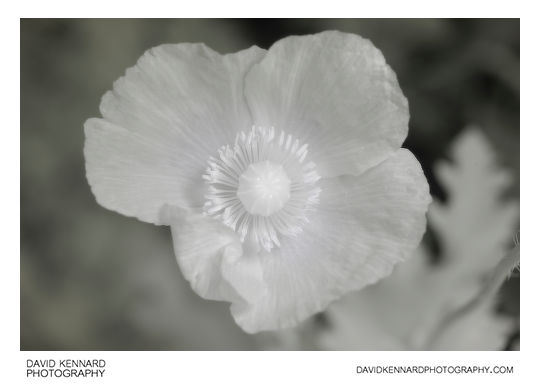 Papaver somniferum flower [IR]