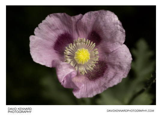 Papaver somniferum flower