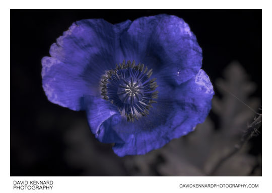 Papaver somniferum flower [UV]