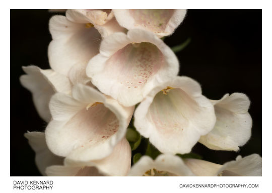 Digitalis purpurea f. albiflora