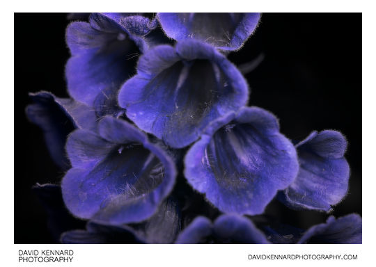 Digitalis purpurea f. albiflora [UV]