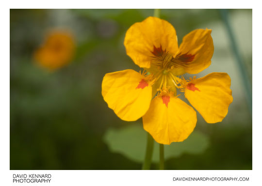 Garden Nasturtium (Tropaeolum majus) Yellow flower