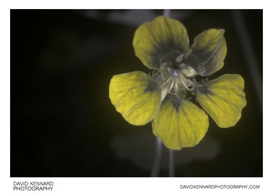 Garden Nasturtium (Tropaeolum majus) Yellow flower [UV]