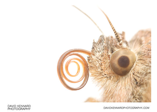 Silver Y Moth with curled up Proboscis
