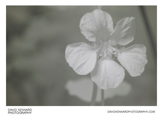Garden Nasturtium (Tropaeolum majus) Yellow flower [IR]