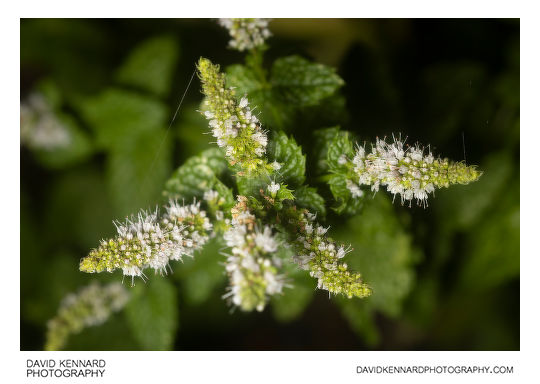 Spearmint in flower