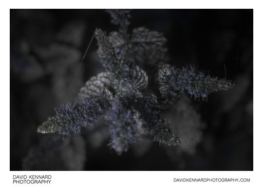 Spearmint in flower [UV]