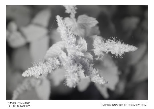 Spearmint in flower [IR]