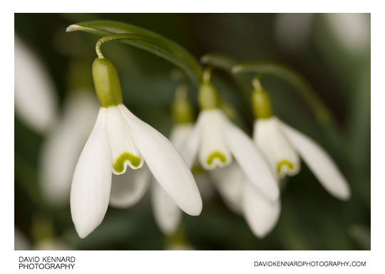 Common Snowdrop flowers
