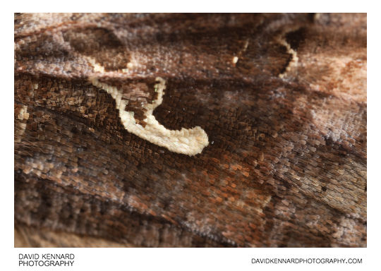 Silver Y Moth (Autographa gamma) wing showing the y marking