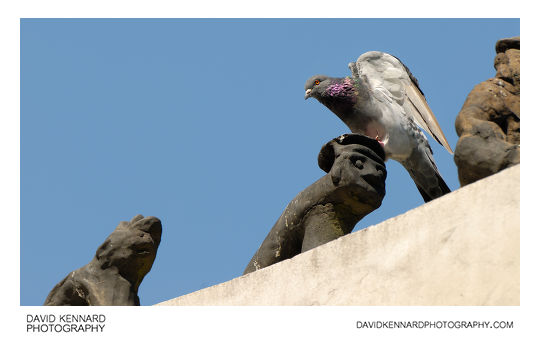 Pigeon on Palgak-jeong roof