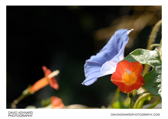 Violet and Orange flowers