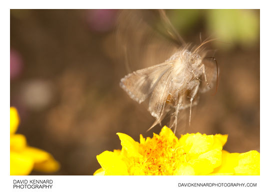 Photograph of Silver Y Moth (Autographa gamma) taking off / in flight