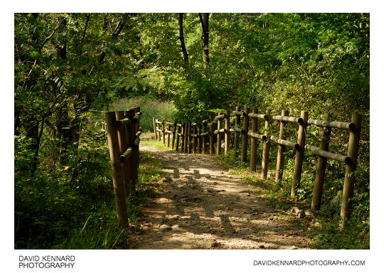 Path through woods on Namsan (남산), Seoul, South Korea