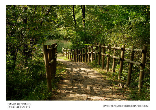 Path through woods