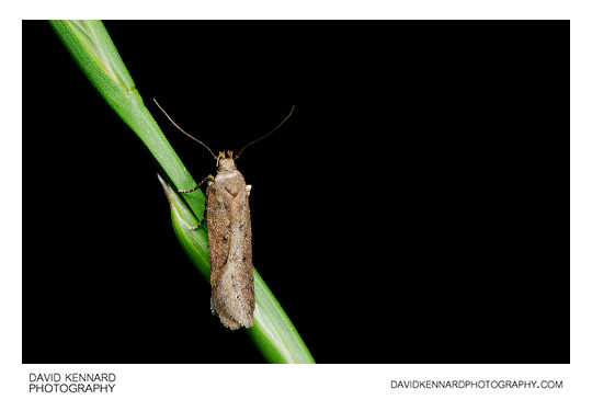 Bryotropha sp. Moth on grass