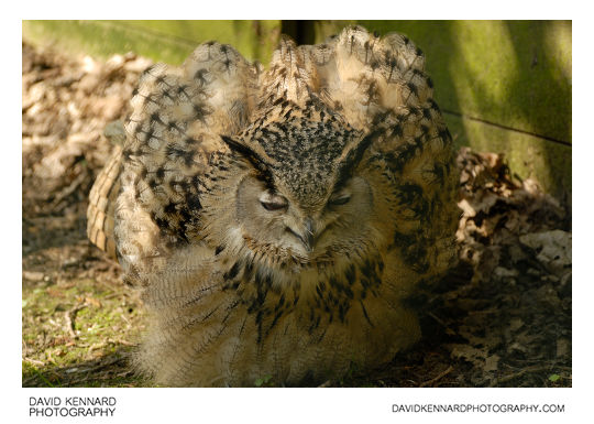 Turkmenian Eagle Owl (Bubo bubo turcomanus)