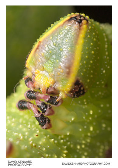 Poplar Hawk-moth (Laothoe populi) caterpillar head & thoracic legs