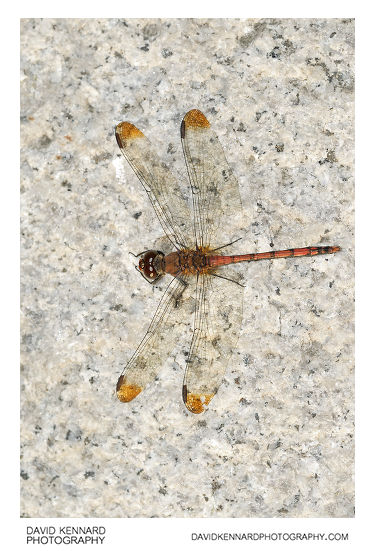 Korean Dragonfly, Seoul