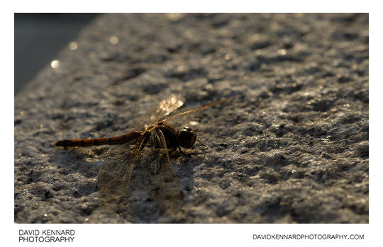 Korean Dragonfly, Seoul