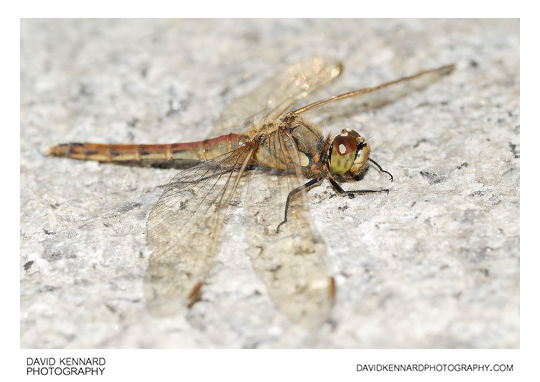 Korean Dragonfly, Seoul